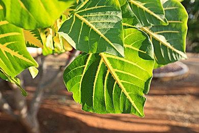 MLB官方授权《MLB 勁旅對決》Steam页面 年内发售